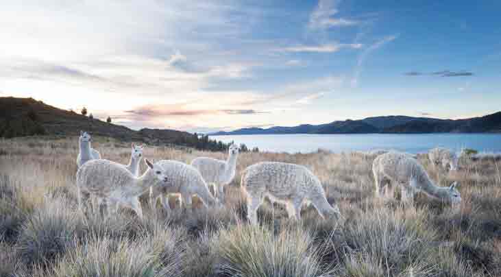 Qata Alpaca - Alpacas in their natural environment.